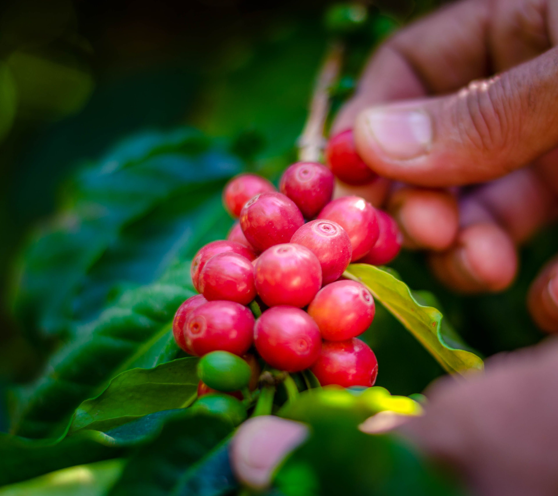 Hands harvesting ripe red coffee cherries on the branch